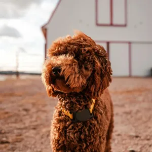 Brown curly-haired dog wearing a KeyBudz PawTag collar mount with AirTag for pet tracking outdoors