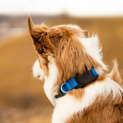 Black, round PawTag attachment sits on a blue dog collar with metal ring, seen on the dog's neck against blurred nature background.