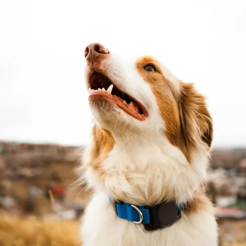 KeyBudz PawTag AirTag pet collar mount on a dog, with a slim black tracking accessory on a blue collar